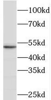 PDLIM1 Antibody