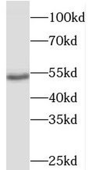 PDP2 Antibody