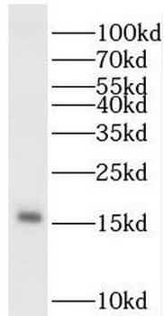 PDRG1 Antibody