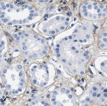 PDRG1 Antibody