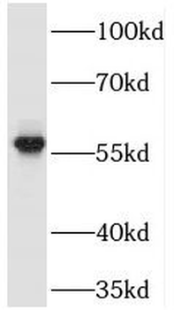 NHERF4 Antibody