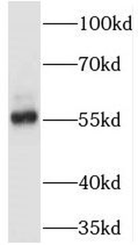 NHERF4 Antibody