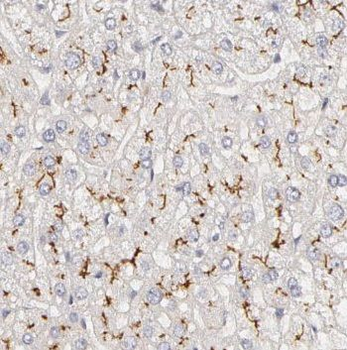 PDZK1 Antibody