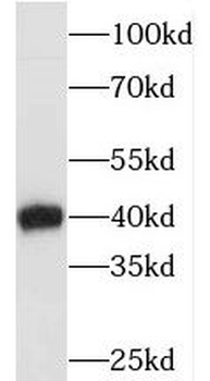 ECI2 Antibody