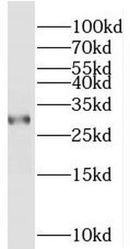 PEF1 Antibody