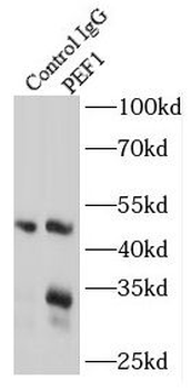 PEF1 Antibody
