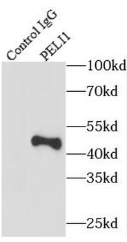 PELI1 Antibody