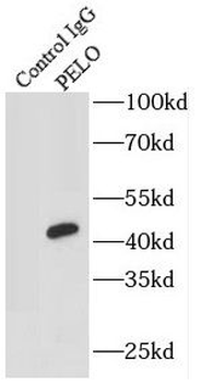 PELO Antibody