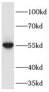 PEPD Antibody