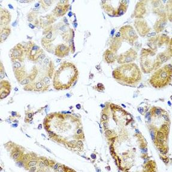 PER1 Antibody