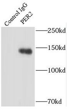 PER2 Antibody