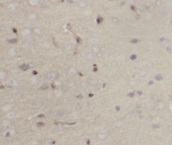 PRPH Antibody