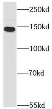 PEX1 Rabbit Polyclonal Antibody