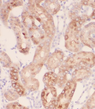 PEX11G Antibody