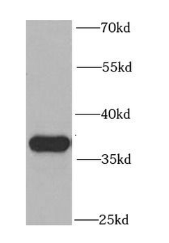 PEX19 Antibody