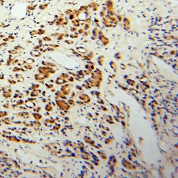 PEX19 Antibody