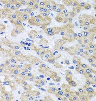 PEX3 Antibody