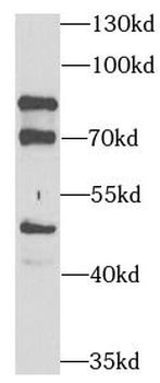 PEX5 Antibody