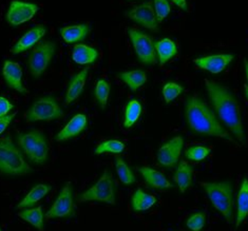 PEX5 Antibody