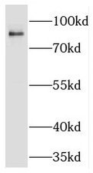 PGBD1 Antibody