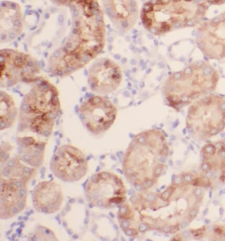 PGBD1 Antibody