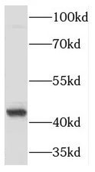PGK2 Rabbit Polyclonal Antibody