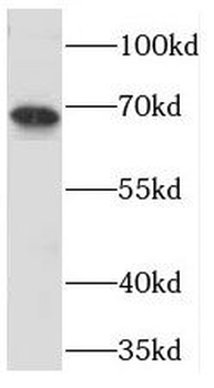 PGLYRP2 Antibody