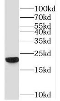 PGPEP1 Antibody