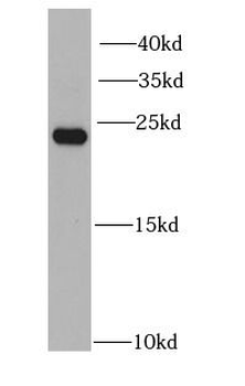 PGRMC1 Antibody