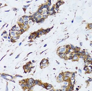 PGRMC1 Antibody