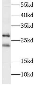 PGRMC2 Antibody