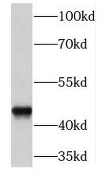 EGLN1 Antibody