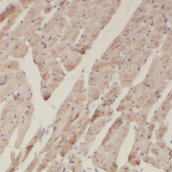 EGLN1 Antibody