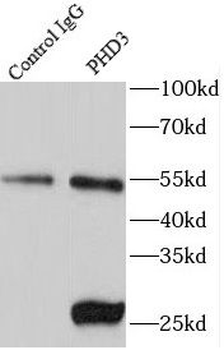 EGLN3 Antibody