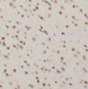 EGLN3 Antibody