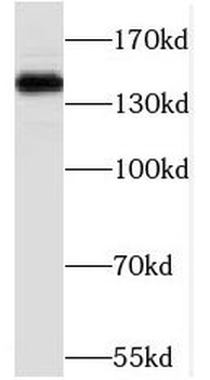 PHF14 Antibody