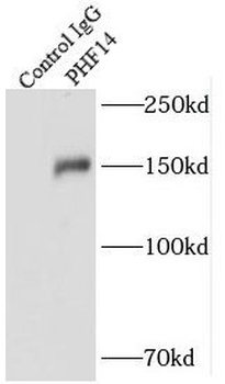 PHF14 Antibody