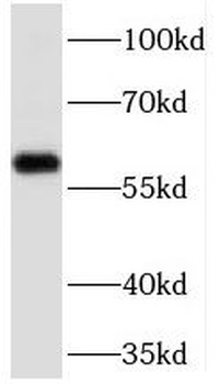 JADE1 Antibody