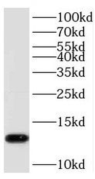 PHF5A Antibody
