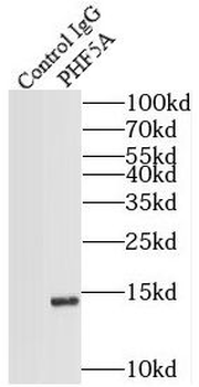 PHF5A Antibody