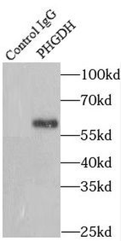 PHGDH Antibody