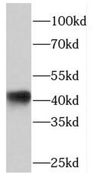 PHLDA1 Antibody