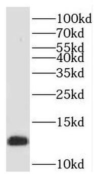 FXYD1 Rabbit Polyclonal Antibody