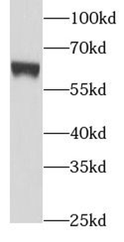 PIAS4 Rabbit Polyclonal Antibody
