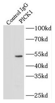 PICK1 Antibody