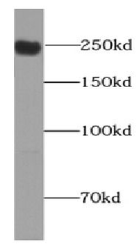 PIEZO1 Antibody