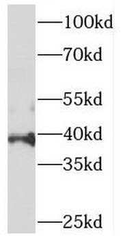 PIGA Antibody