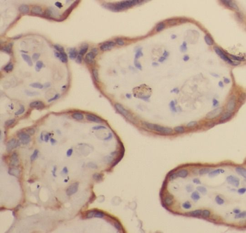 PGF Antibody