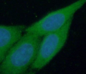 PIGZ Antibody
