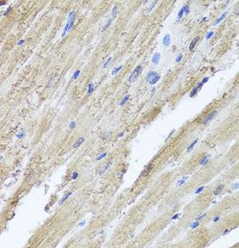 PIK3C2A Antibody